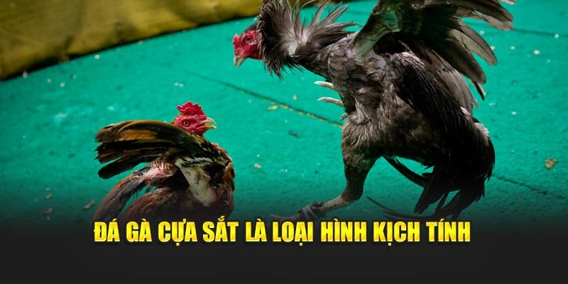 da-ga-cua-sat-la-loai-hinh-kich-tinh