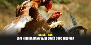 da-ga-tk88-–-loai-hinh-da-dang-va-bi-quyet-cuoc-hieu-qua